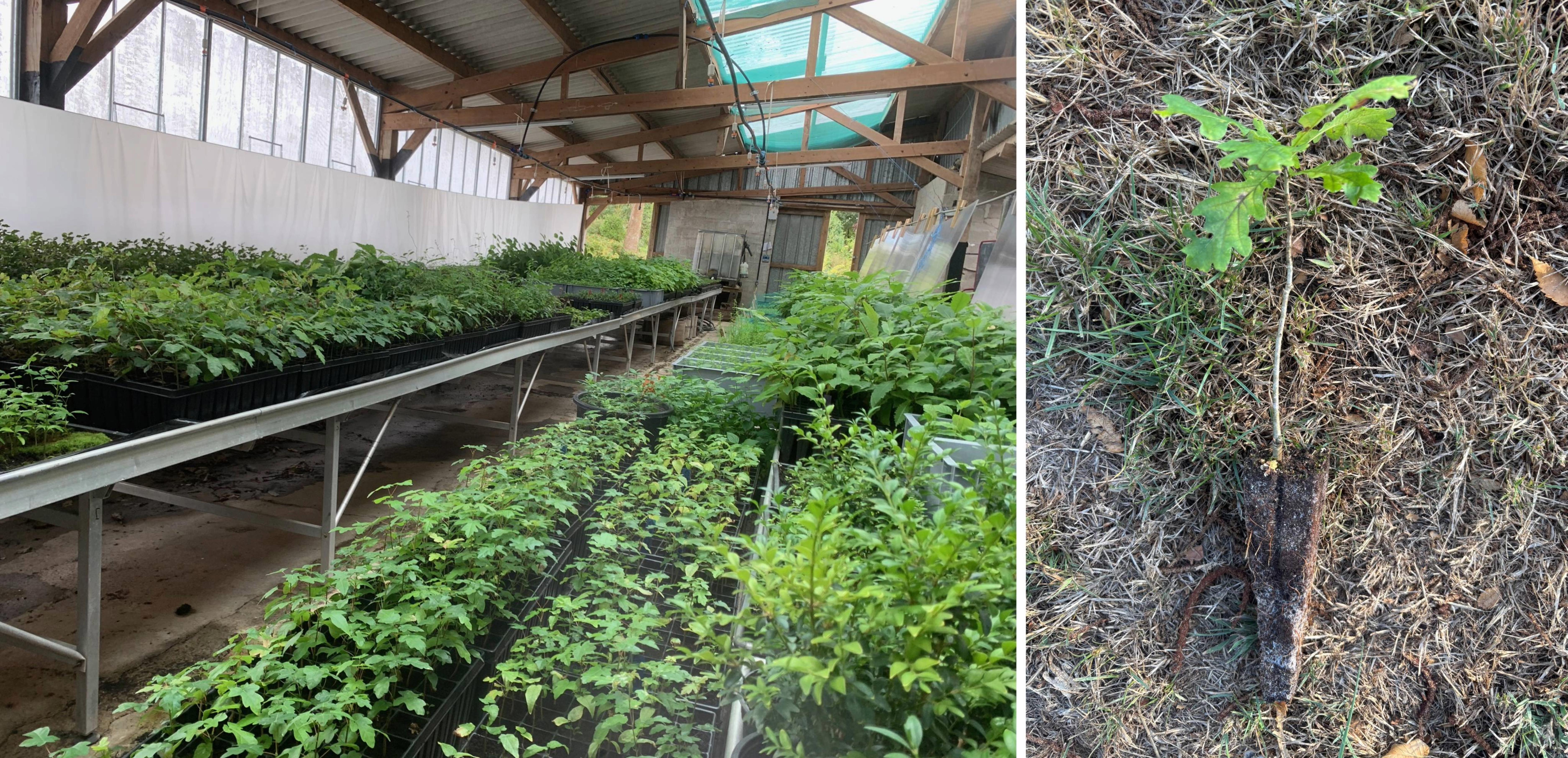 P&eacute;pini&egrave;re Plants d'Argoat : plants locaux et sauvages en Bretagne